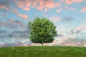 eco friendly momenttuns
