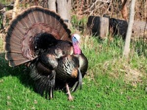 momenttuns adopt a turkey month